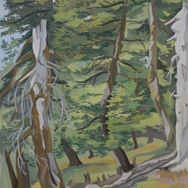 ΄Ελατα στο   «Μεγάλο Βουνό»